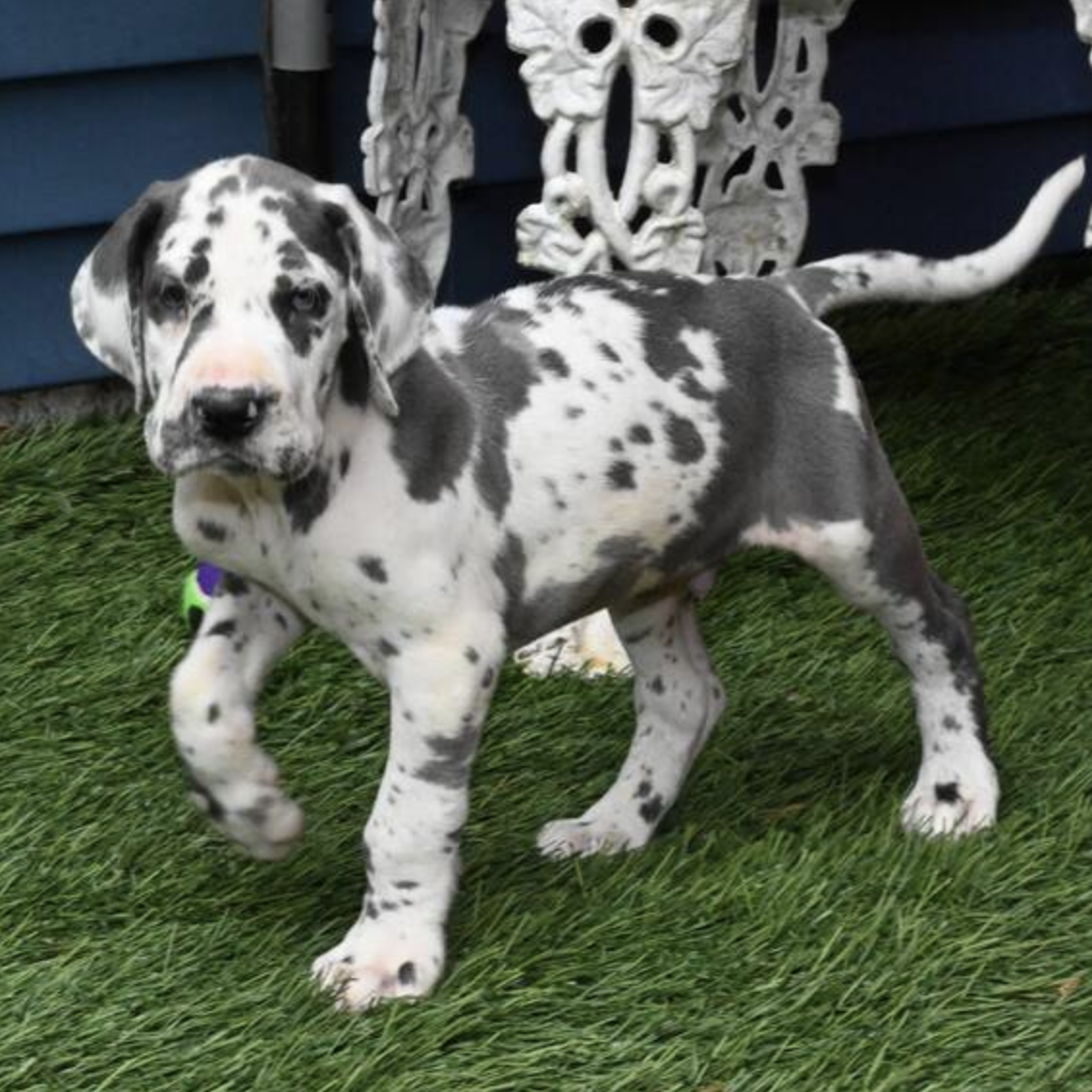 comprar cachorros sanos, baratos y asequibles para la venta